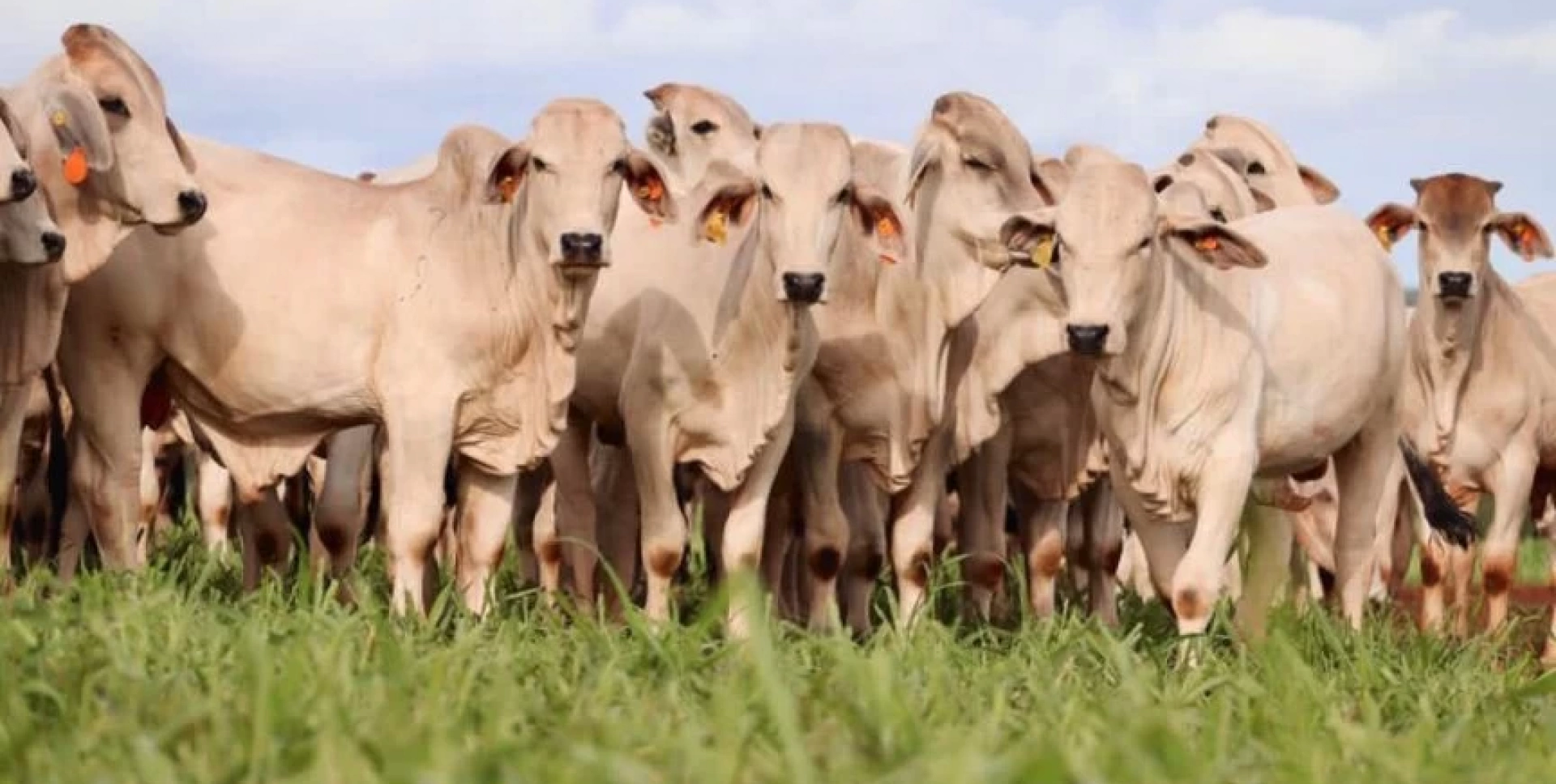 COOPEROESTE PROTEINADO ÁGUAS