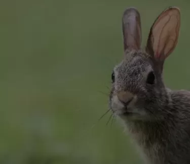 Nutrição de Coelhos