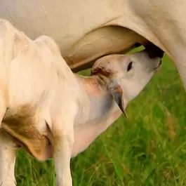 Quando o assunto é desempenho do rebanho, cada escolha faz diferença. 🐄✨  Os produtos CooperOeste garantem ganho de peso eficiente, maior produção de leite, alta taxa de fertilidade e cobertura de gordura equilibrada — resultados que transformam o desempenho de verdade.  Produtor que usa CooperOeste vê a diferença no curral e no bolso. 👉 Fale com nossa equipe e eleve o potencial do seu rebanho.  Hashtags: #CooperOeste #Bovinocultura #NutriçãoBovina #GadoDeLeite #GadoDeCorte #ResultadosNoCampo #AgroDeVerdade #ProdutorRural #PecuáriaBrasileira
