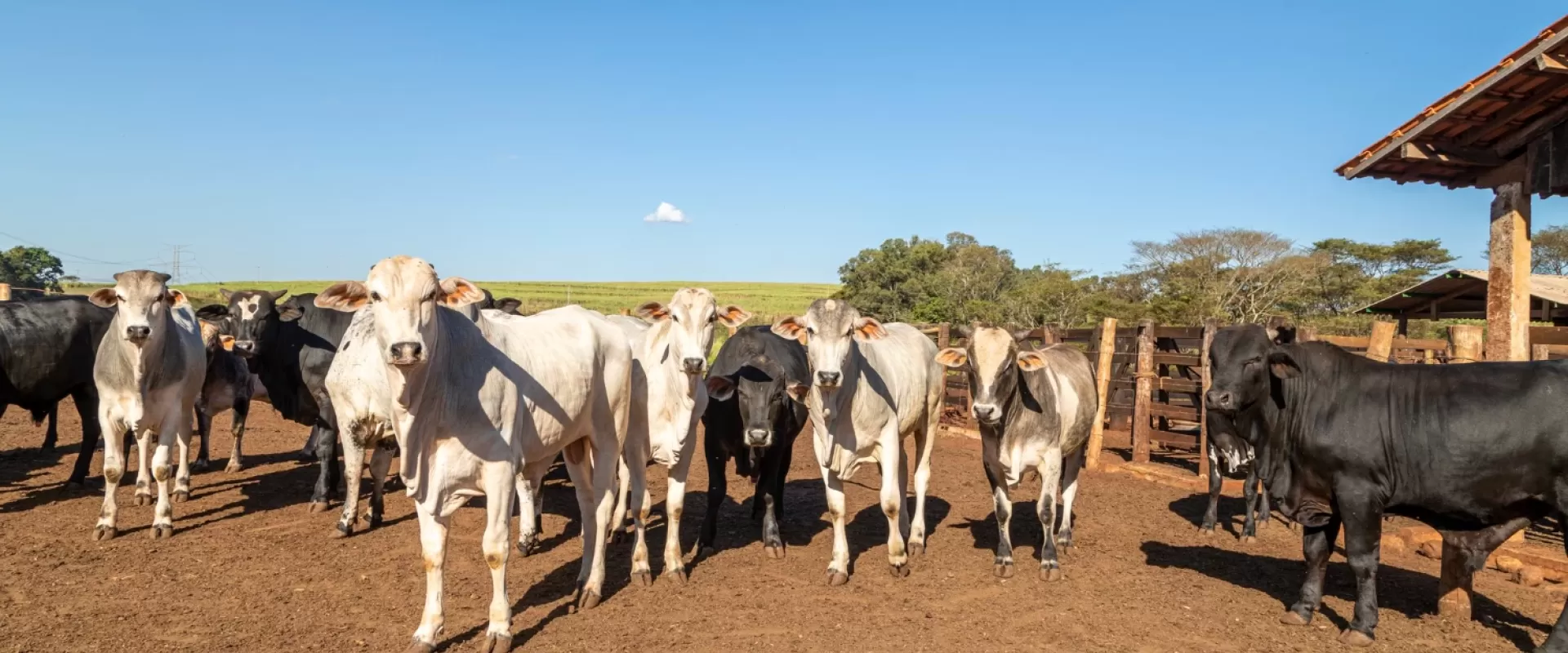 Nutrição Bovina