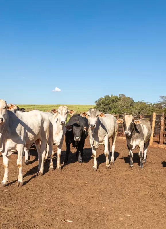 Nutrição Bovina