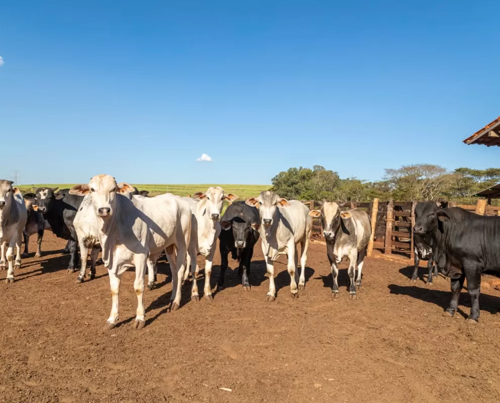 Nutrição Bovina