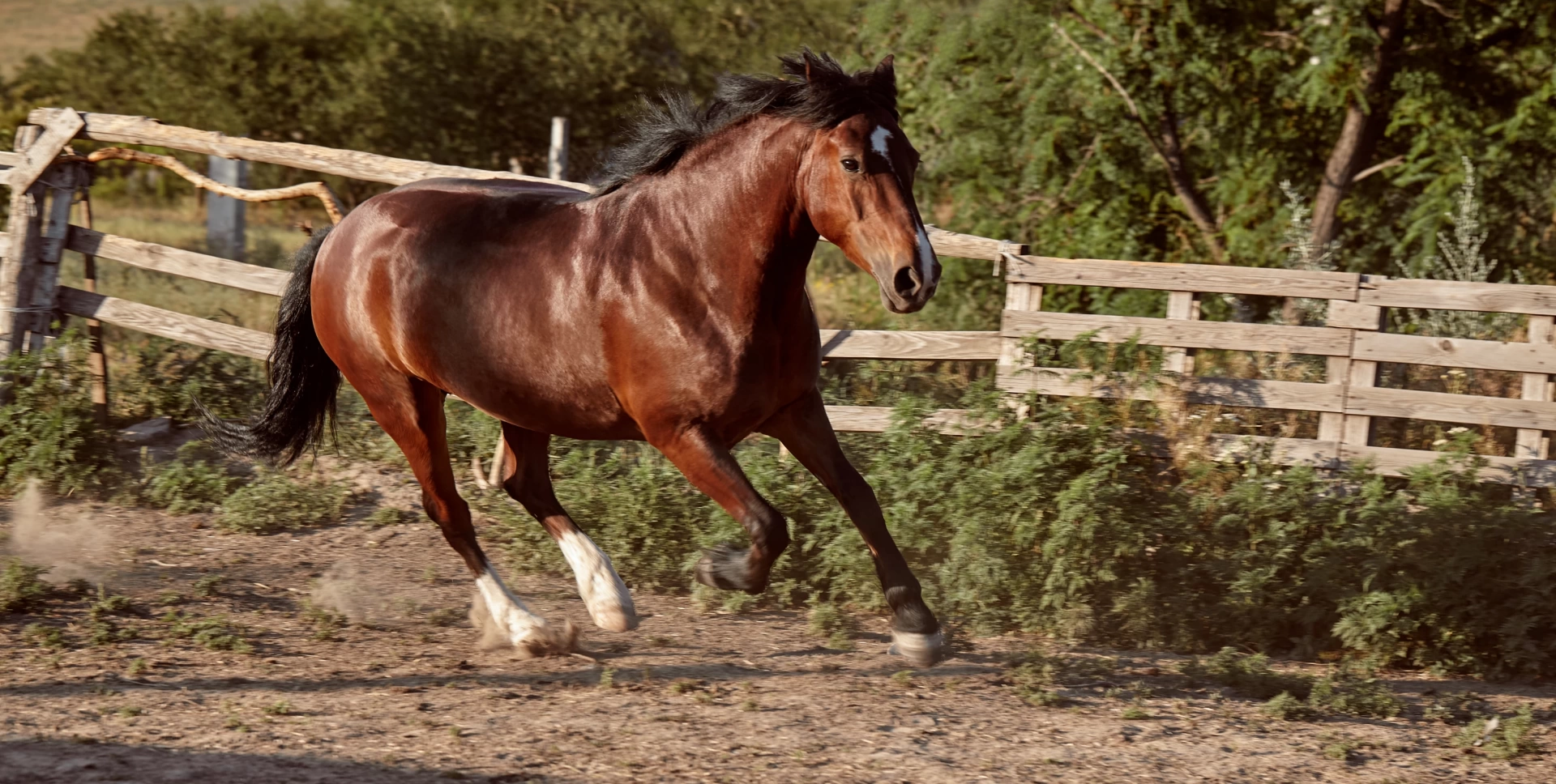 COOPEROESTE EQUINO SUPREME 18% POTRO