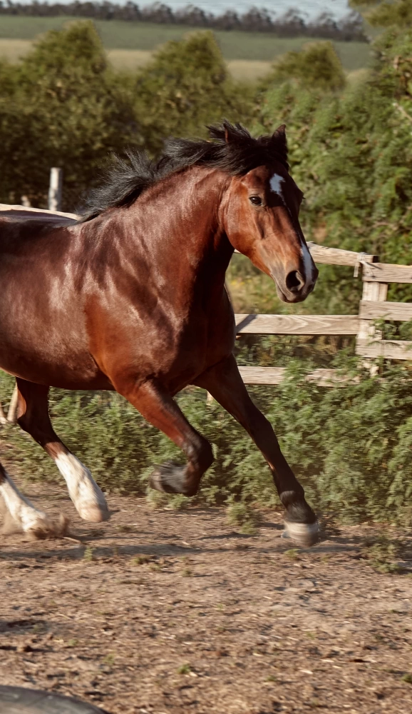 COOPEROESTE EQUINO SUPREME 18% POTRO