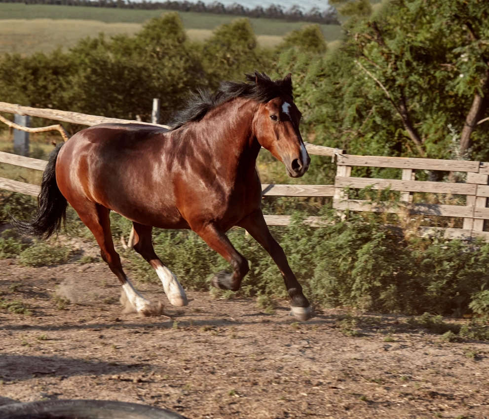 COOPEROESTE EQUINO SUPREME 15% SPORT