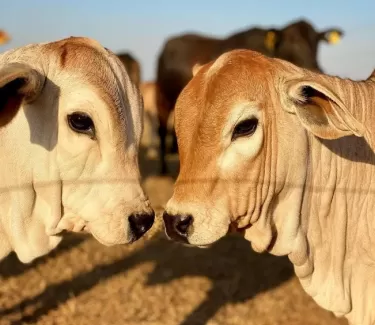 Nutrição Bovina