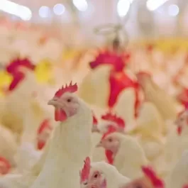 Na avicultura, desempenho não é conversa — é resultado visível. 🐔💨  Com CooperOeste, as granjas alcançam peito largo, ganho de peso no tempo certo, crescimento acelerado e ovos com qualidade superior. Quem usa, comprova.  👉 Produtor que busca performance escolhe CooperOeste. Excelência que transforma cada etapa da produção.  Hashtags: #CooperOeste #Avicultura #NutriçãoDeAves #Granjas #Pecuária #ProdutorRural #Avicultor #OvosDeQualidade #AgroBrasil